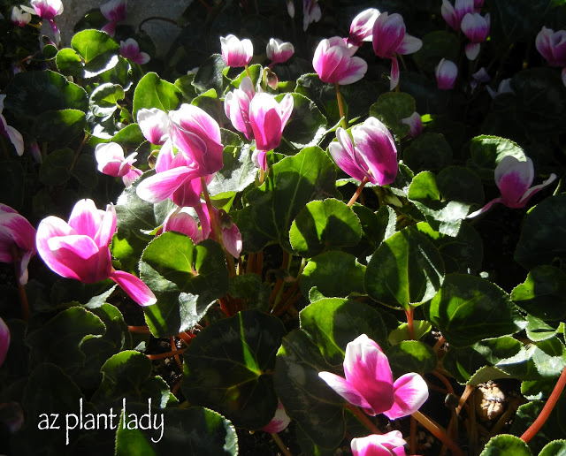 Pink and White Cyclamen