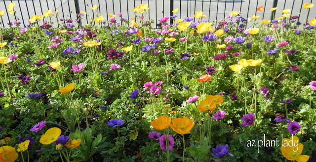 I love Icelandic Poppies, don't you? 