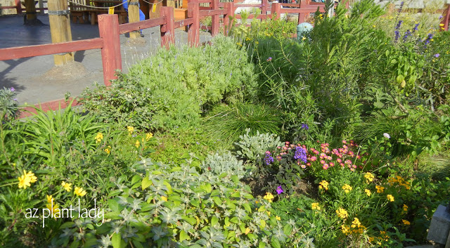 Perennial bed full of winter-flowering perennials