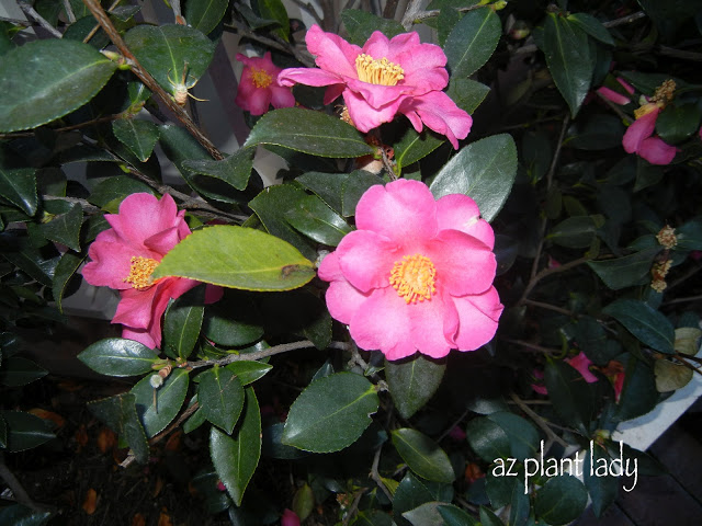 Camellias 