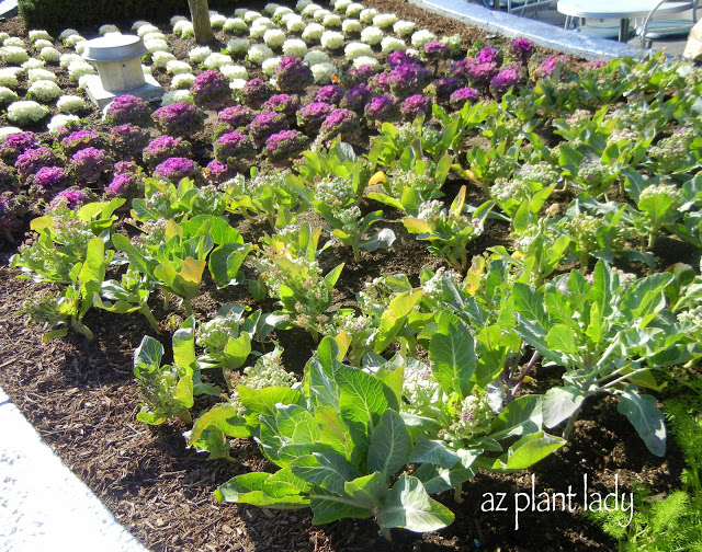 Vegetables used as ornamental plants.