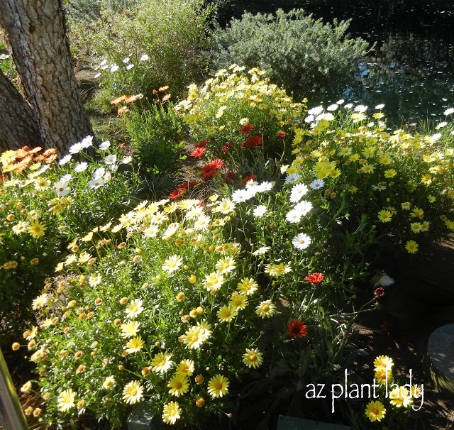 beautiful potted plants