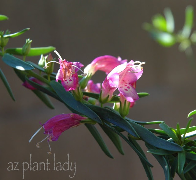 plants blooming