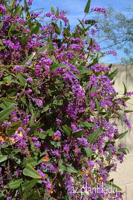 Purple Lilac Vine (Hardenbergia violaceae)