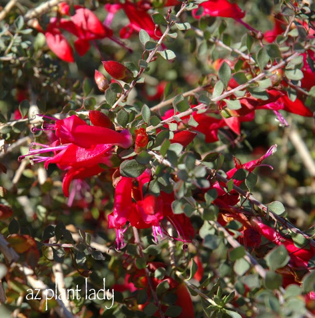 plants blooming