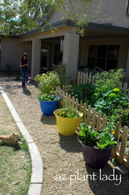 vegetable garden