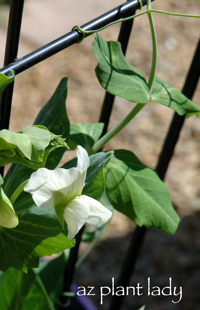 sugar snap peas