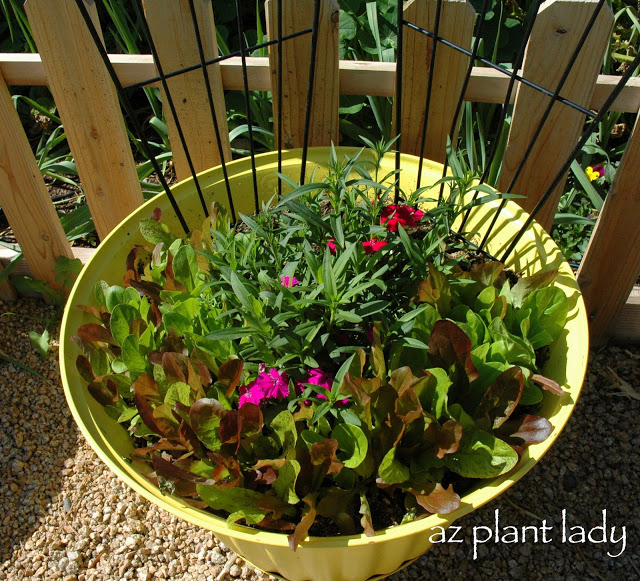 vegetable garden