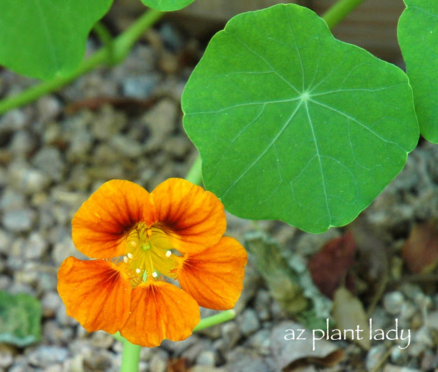 nasturtiums 