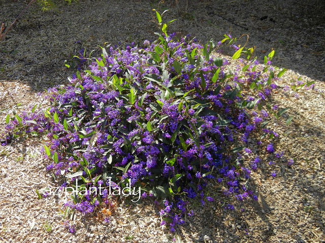 Purple Lilac Vine (Hardenbergia violaceae)