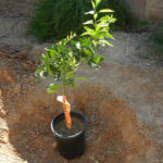 New-Orange-Tree