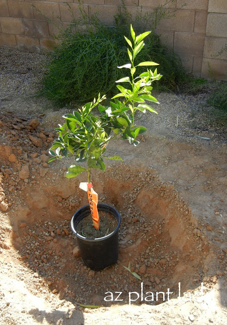 Citrus Tree