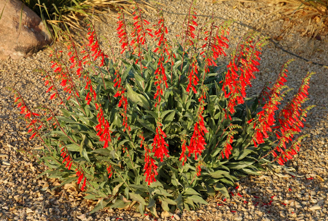 Firecracker Penstemon (Penstemon eatonii) 