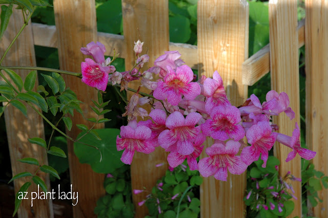 plants blooming