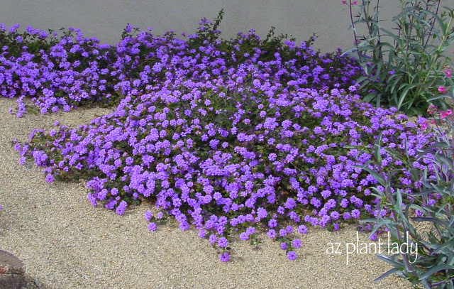 plants blooming