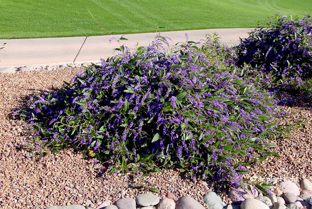 Purple Lilac Vine (Hardenbergia violaceae)