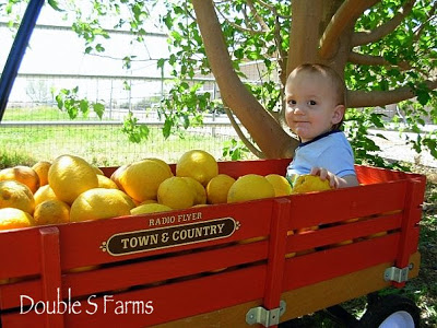 My nephew, Oliver, helping with the lemon harvest. 