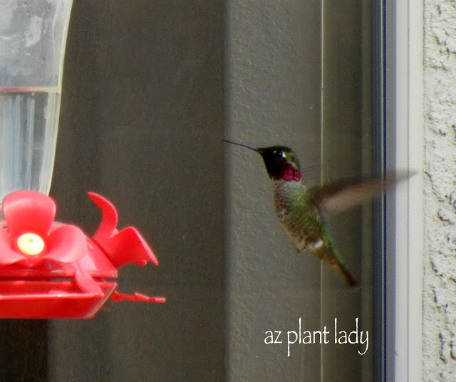 hummingbird