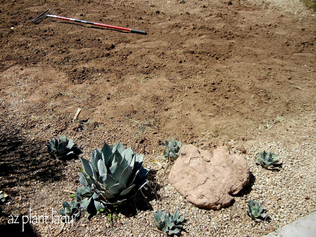 My Artichoke Agave has had a lot of babies.  I will replant some, but need to find homes for the others