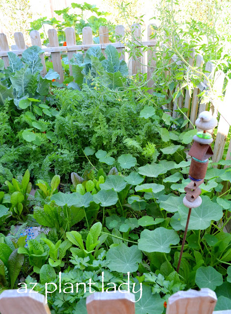 Vegetable Garden Update