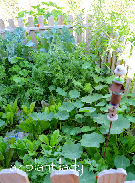 Vegetable Garden