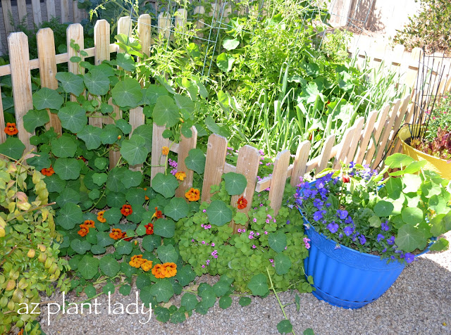 Vegetable Garden