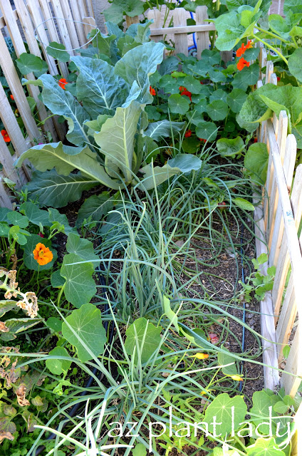 Vegetable Garden