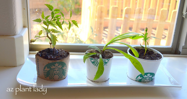 Tomato, Bachelor's Button and a Marigold plant