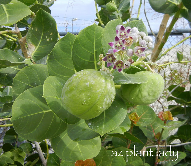 This plant is rather unusual