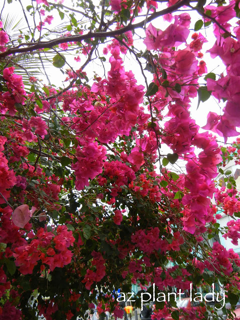 Bougainvillea 