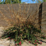 Frost-damaged Bougainvillea