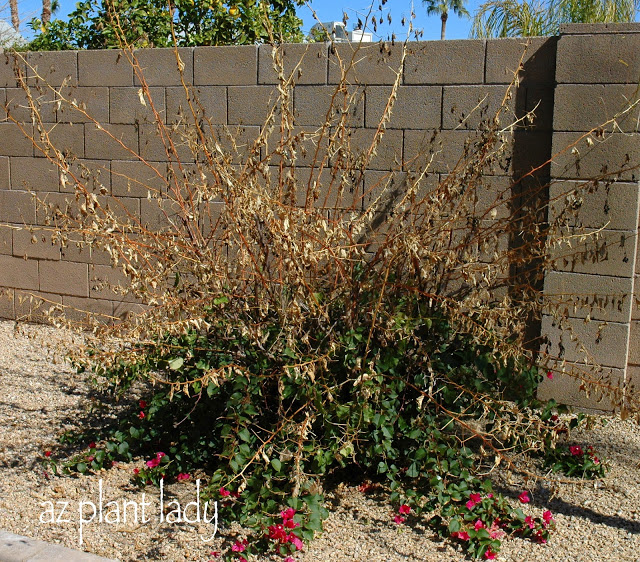 Frost-damaged Bougainvillea ,  Annual pruning 
