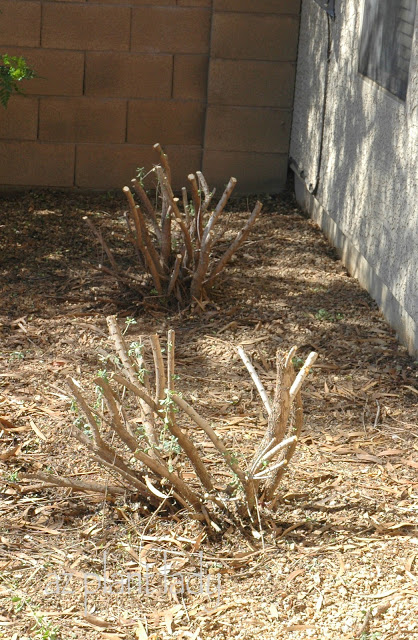  Annual pruning 