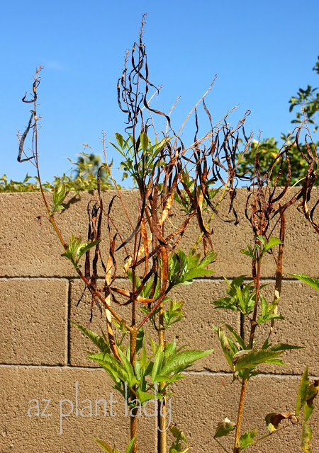 Arizona Yellow Bells with frost damage. 