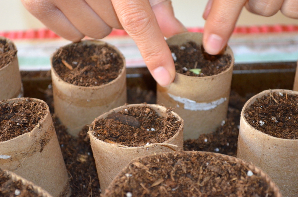 seed_starting_vegetable_seeds_toilet_paper_rolls