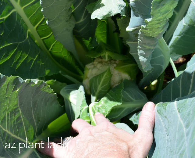 cool-season vegetable garden