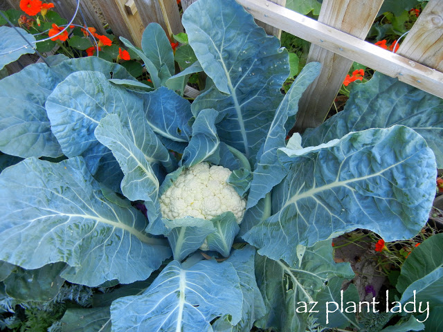 cool-season vegetable garden