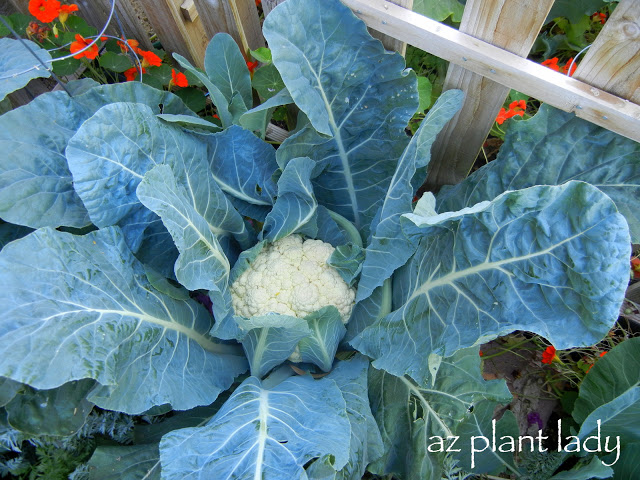 growing cauliflower