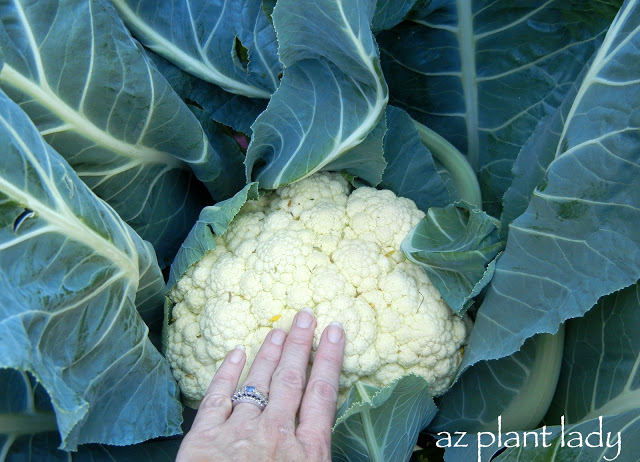 cool-season vegetable garden