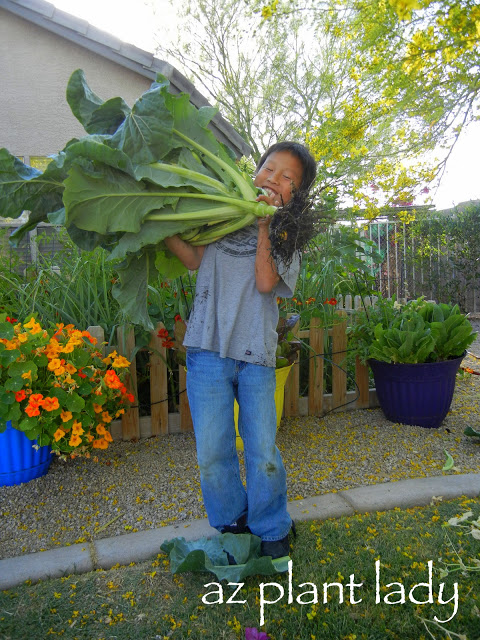 cool-season vegetable garden