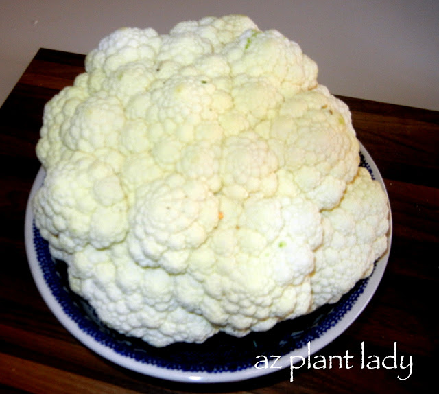 cauliflower 