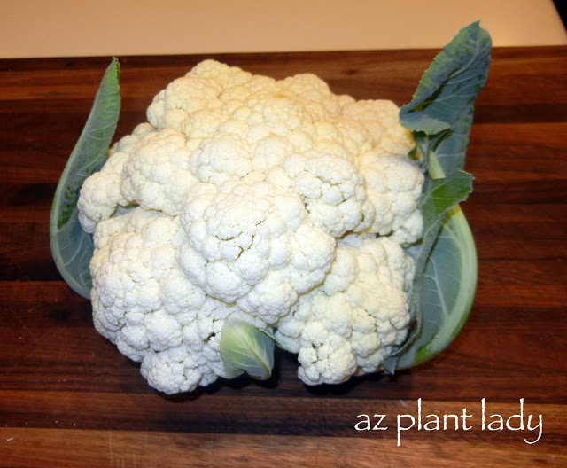 growing cauliflower