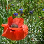 Red Poppy (Papaver rhoeas)