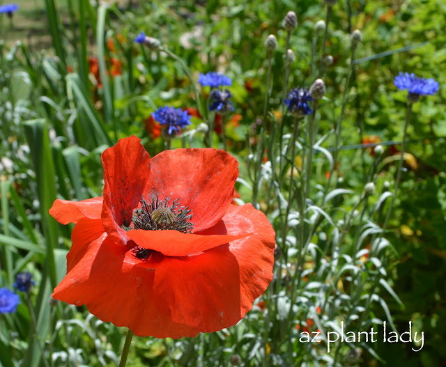 Red Poppies