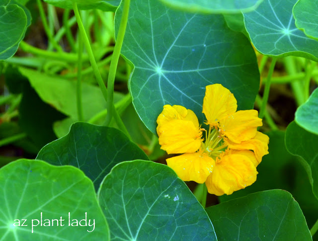  growing nasturtiums 