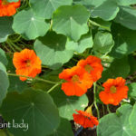 nasturtiums