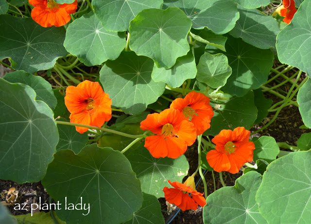 nasturtiums 