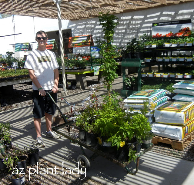 Plant Shopping for our front landscape renovation