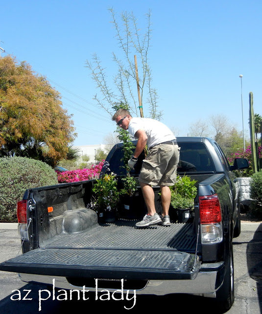Plant Shopping for our front landscape renovation