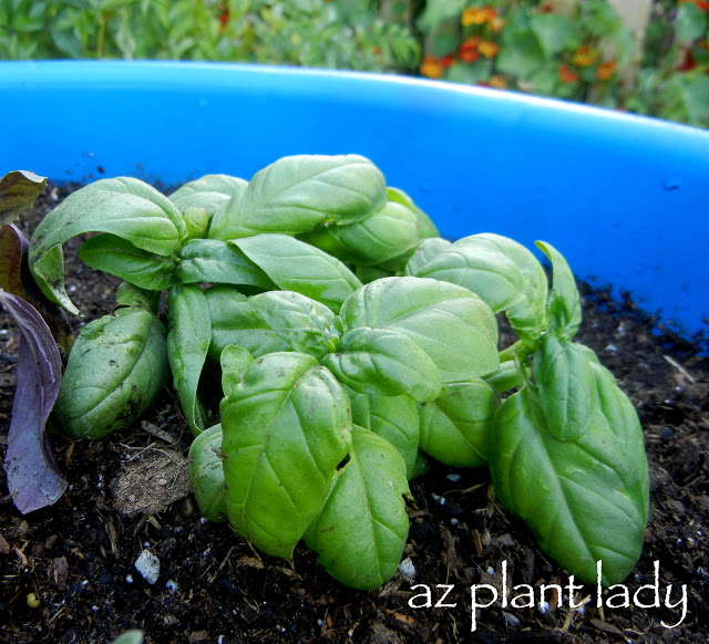 Basil, container herb garden